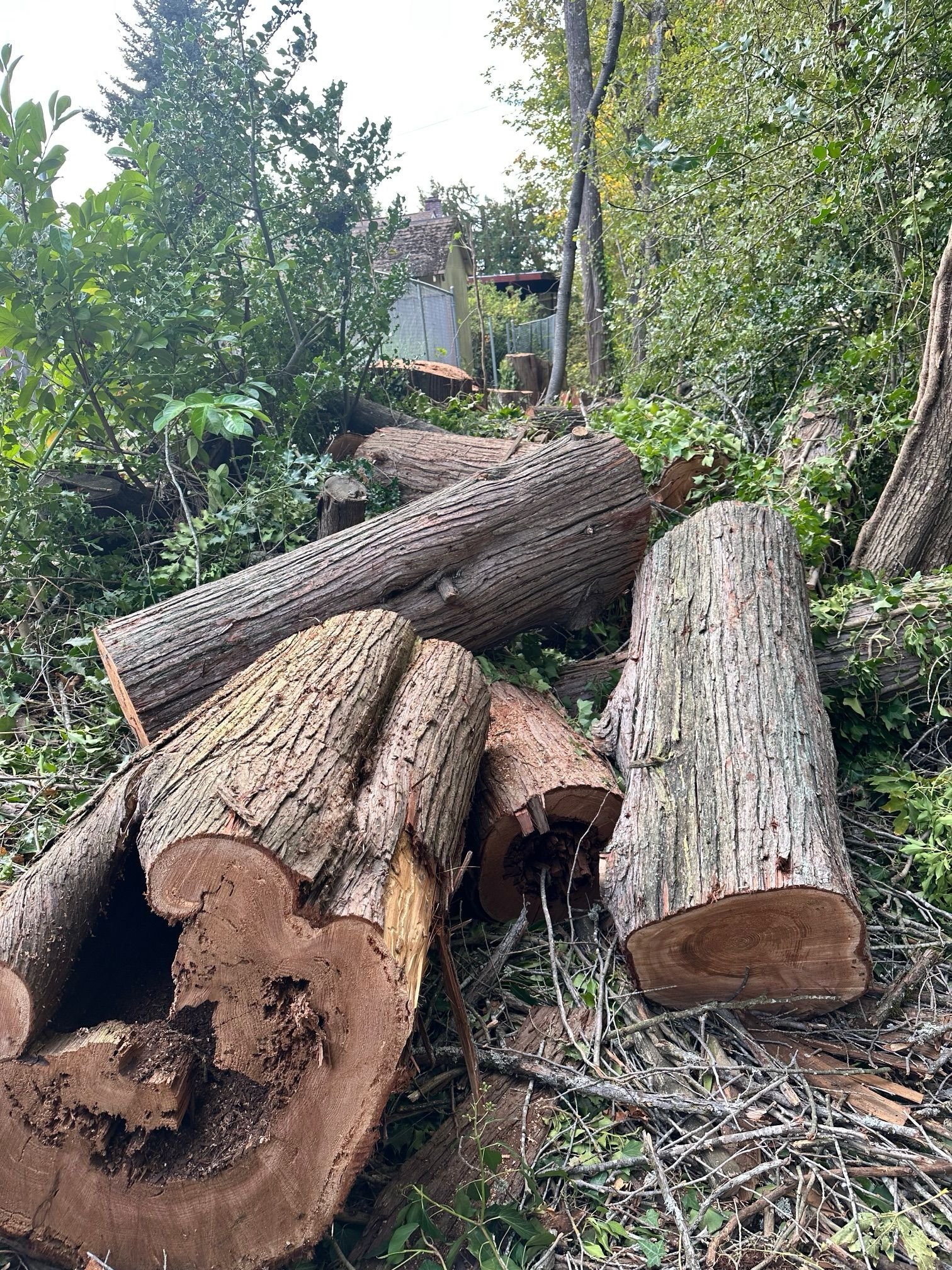Cut logs after tree removal project