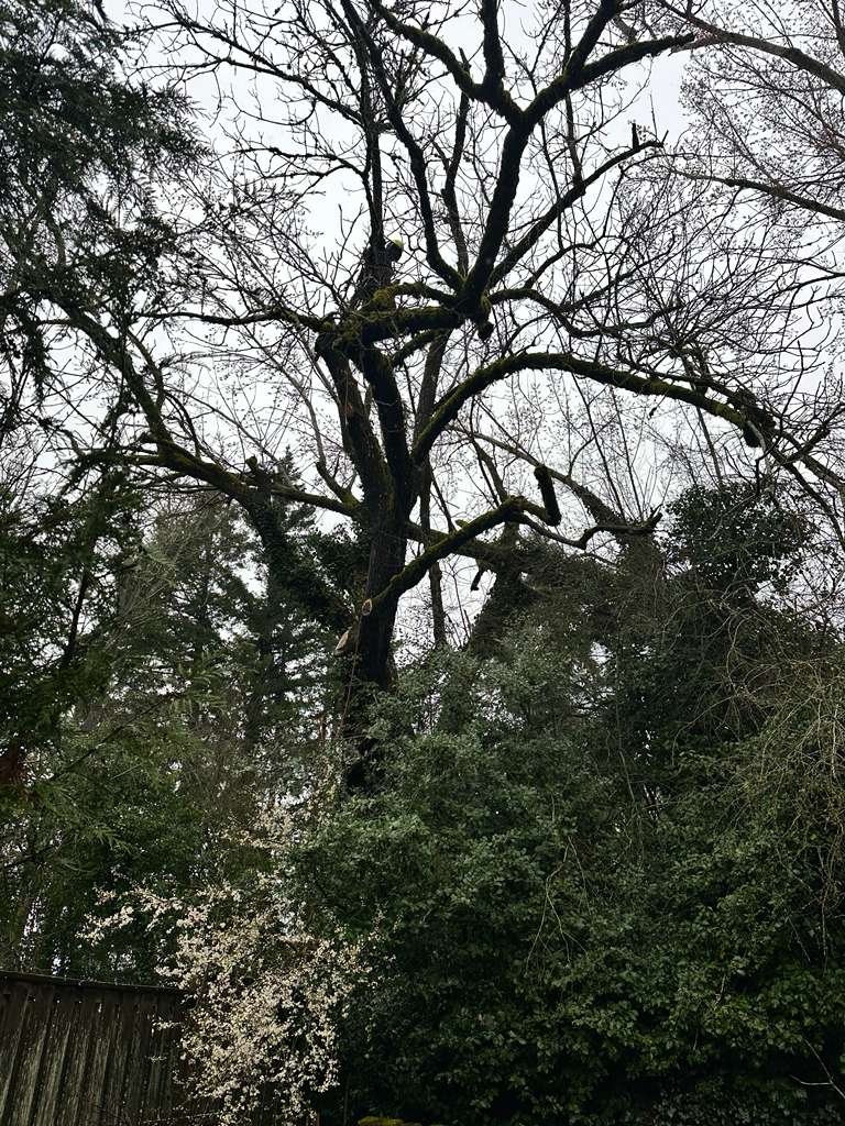 Tree service project 3