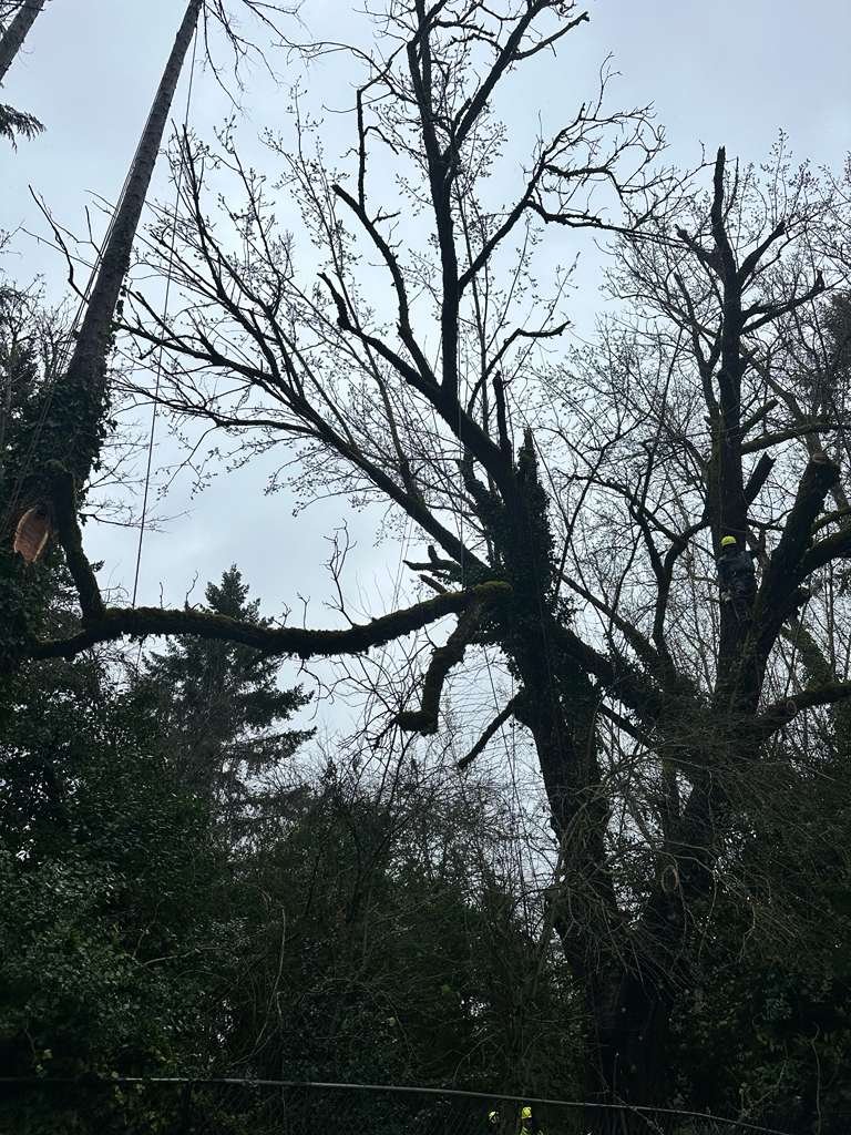 Tree service project 4