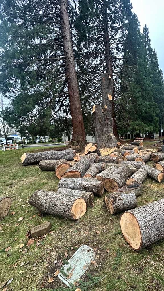 Tree service project 5