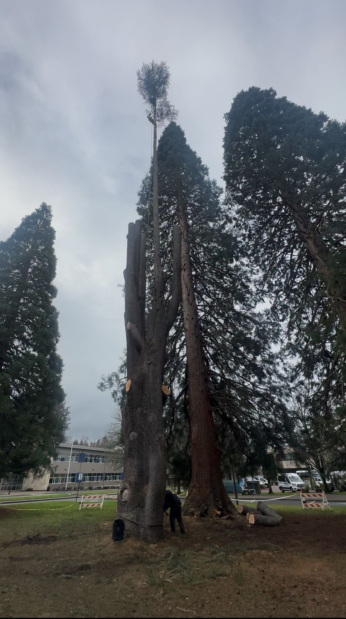 Tree service project 6