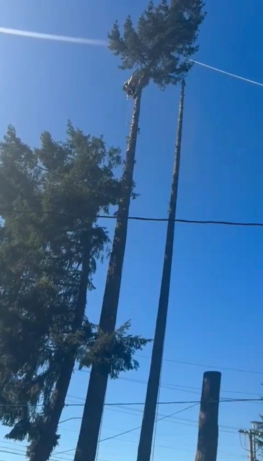 Tree service project 7